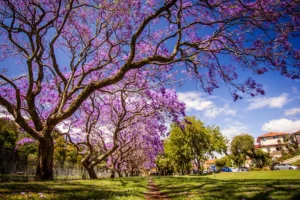 jacarandas, purple
