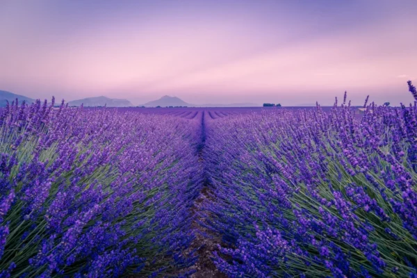 A wonderful night in Provence