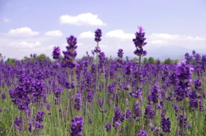 a field full of purple flowers under a blue sky