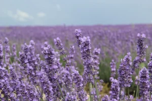 A field of lavender flowers with a blue sky in the background