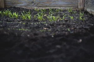 green leafed plants on black soil at daytime