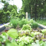 Urban Gardening in raised bed – herbs and salad breeding upbringing. Self supply & self-sufficiency.