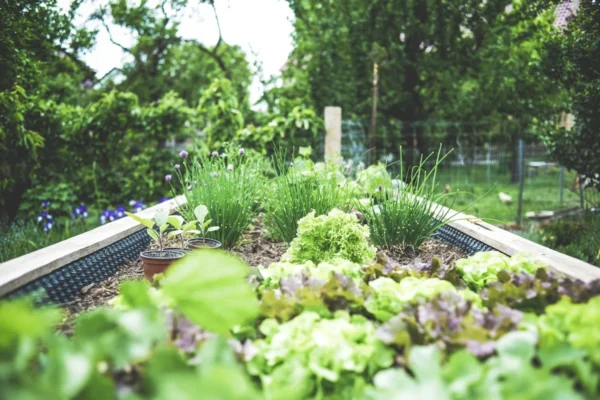 Urban Gardening in raised bed – herbs and salad breeding upbringing. Self supply & self-sufficiency.