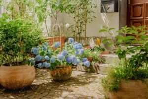 Potted blue hydrangeas in a sunlit garden courtyard.