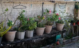Row of potted plants on a wooden shelf.