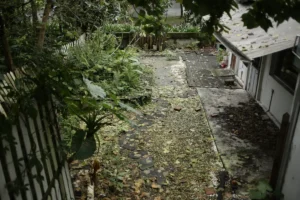 Overgrown backyard with fallen leaves and green foliage.