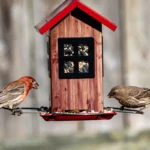 A pair of house finches getting a bite to eat from the feeder.