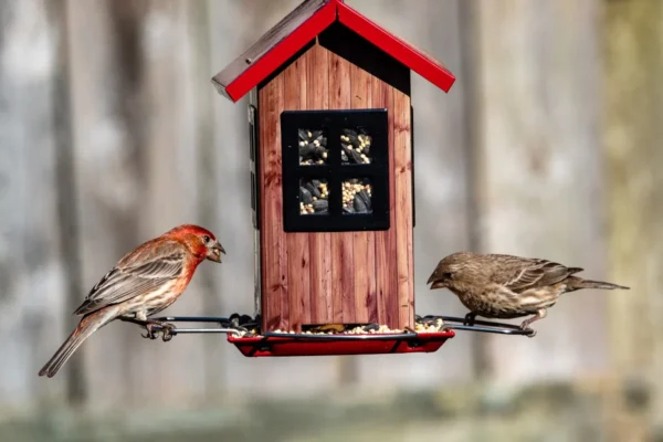 A pair of house finches getting a bite to eat from the feeder.