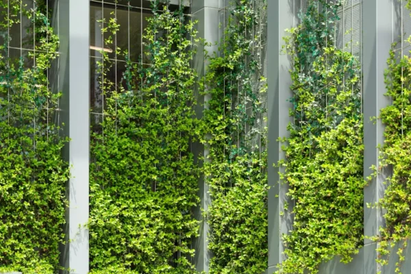 Green vines climb a modern building's facade.