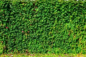 Dense green ivy covering a wall with grass below.