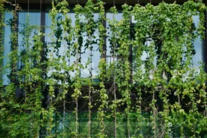 a window with green vines