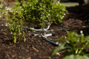 A sprinkler waters a mulch covered outdoor garden area.