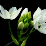 We found this beauty in the veldt outside the town of Greyton in the Western Cape Province of South Africa. I used a dark background to focus attention on the form and structure of the flower; although the flower in one of the most beautiful, it is extremely poisonous.