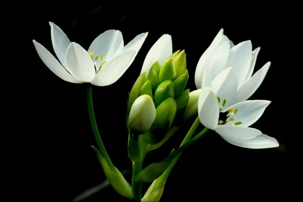 We found this beauty in the veldt outside the town of Greyton in the Western Cape Province of South Africa. I used a dark background to focus attention on the form and structure of the flower; although the flower in one of the most beautiful, it is extremely poisonous.