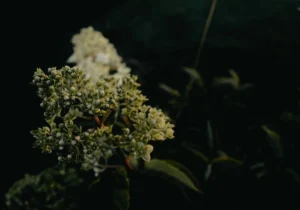 white flowers with green leaves