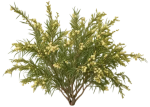 Acacia à feuilles de lin
