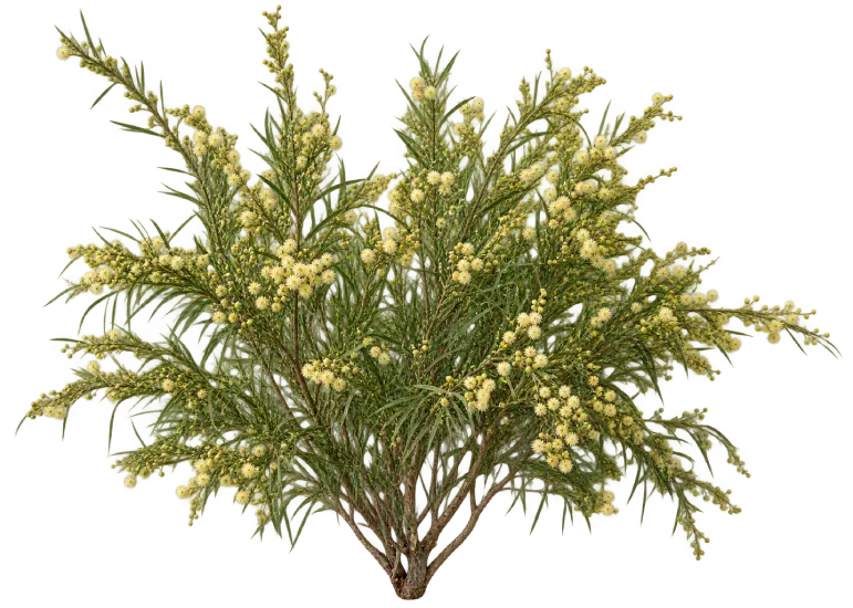 Acacia à feuilles de lin