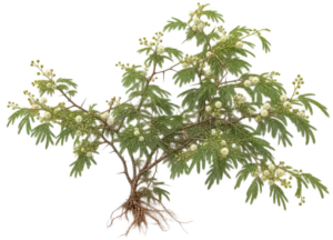 Acacia à feuilles ténues