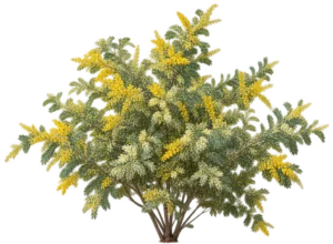 Acacia de Bailey panaché