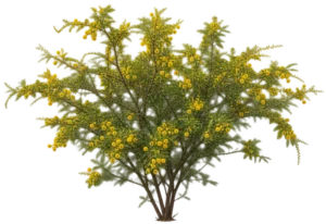 Acacia de Farnèse