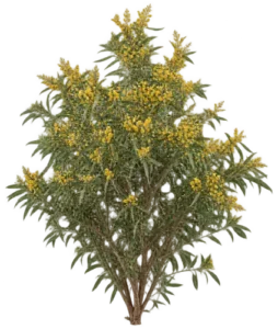 Acacia lancéolé