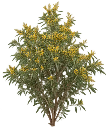 Acacia lancéolé