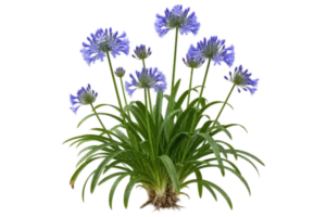 Agapanthe d'Afrique