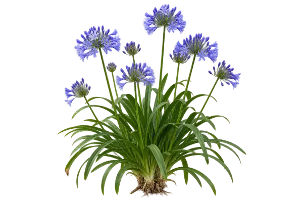 Agapanthe d'Afrique