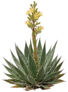 Agave à petites fleurs