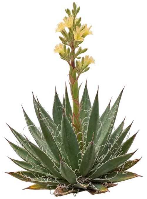 Agave à petites fleurs