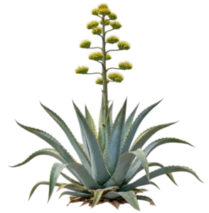 Agave américain