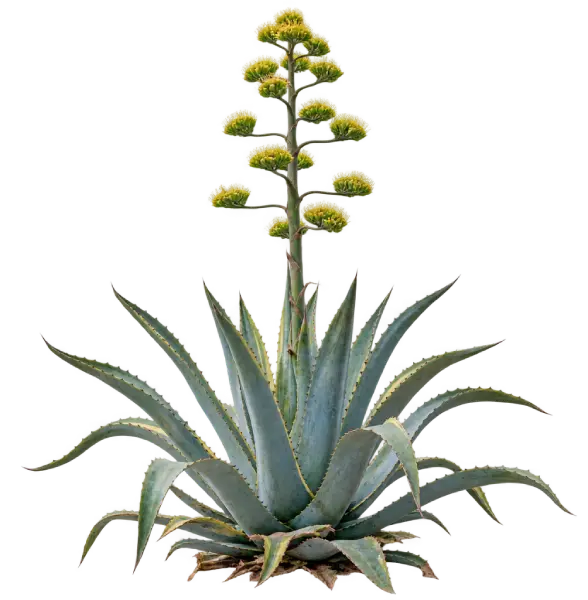 Agave américain