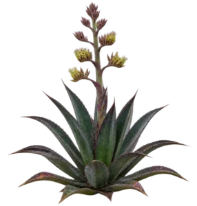 Agave pourpre