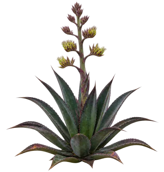 Agave pourpre