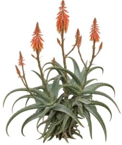 Aloès perfolié