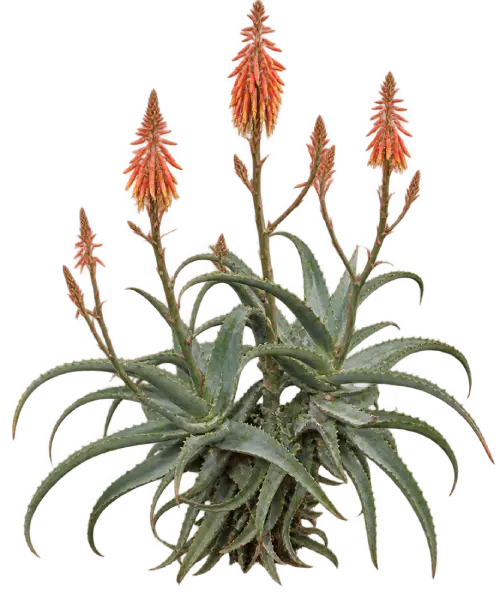 Aloès perfolié