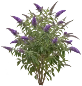 Arbre aux papillons
