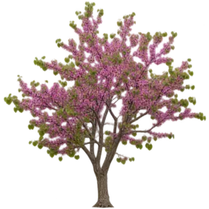 Arbre de Judée