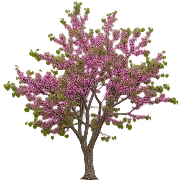 Arbre de Judée