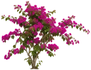 Bougainvillier remarquable