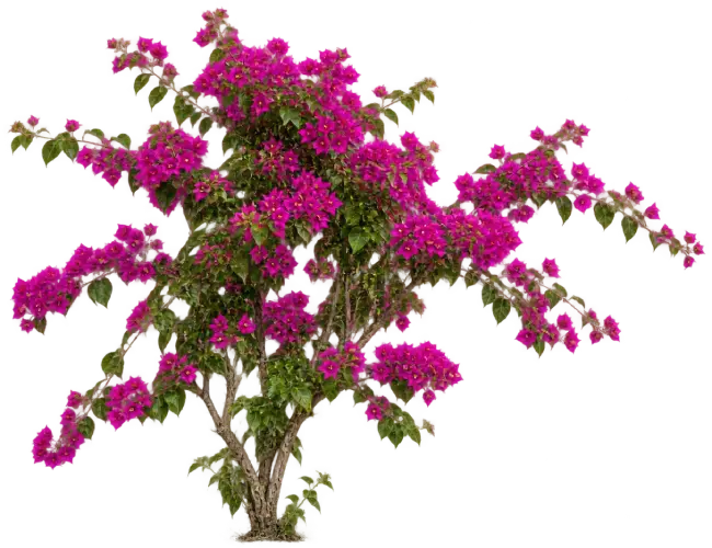 Bougainvillier remarquable