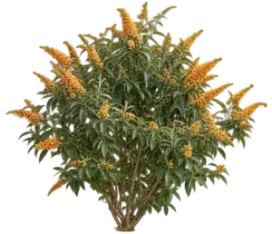 Buddleia de Madagascar