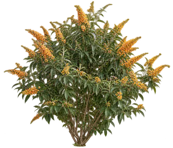 Buddleia de Madagascar