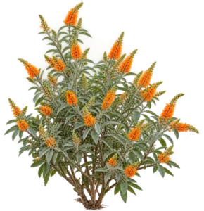 Buddleia des Canaries