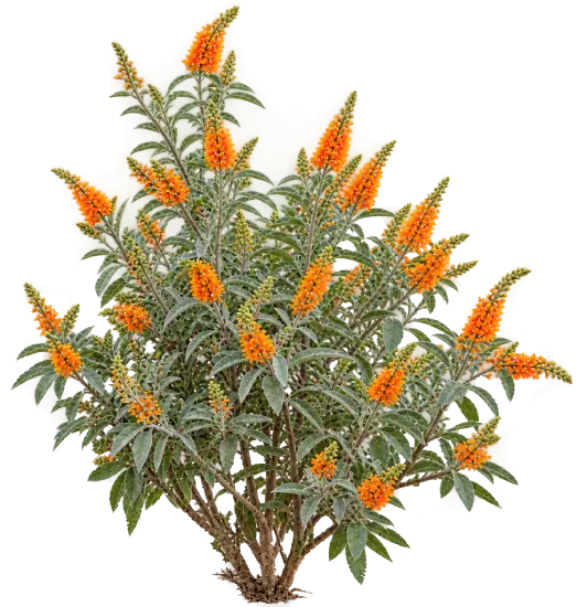Buddleia des Canaries