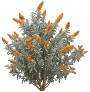 Buddleia splendide