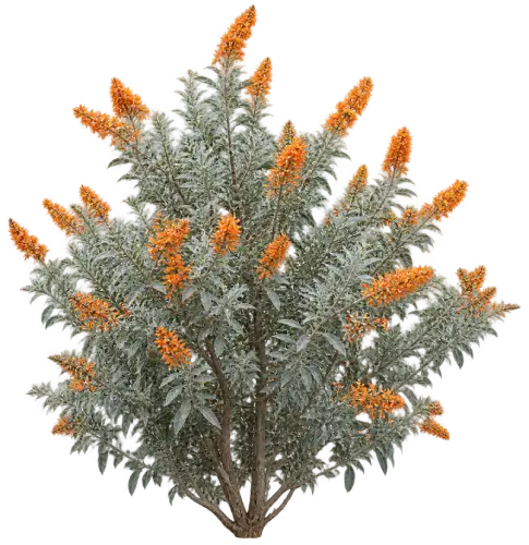 Buddleia splendide