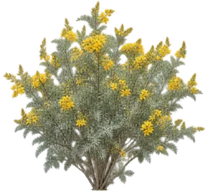 Cassia argenté
