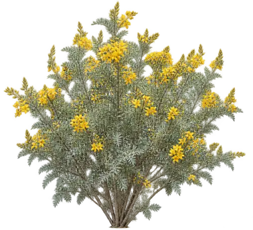 Cassia argenté