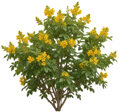 Cassia compact